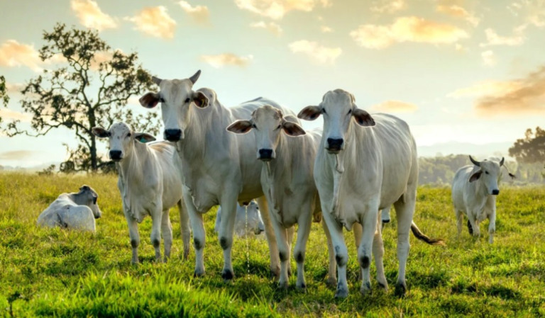 Mais de 400 animais participaram do Circuito Nelore de Qualidade 2023