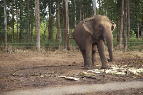 Trafico de animais sobe na lista de crimes mais lucrativos