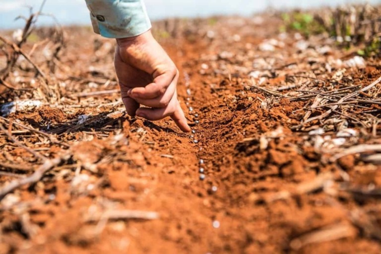 Pará poderá plantar soja até 14 de março