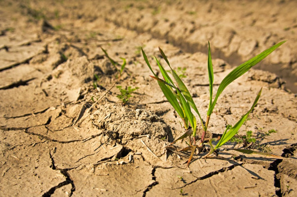 No Amazona a seca traz prejuÃzos a 60% dos 330 mil produtores No Amazona a seca traz prejuÃzos a 60% dos 330 mil produtores
