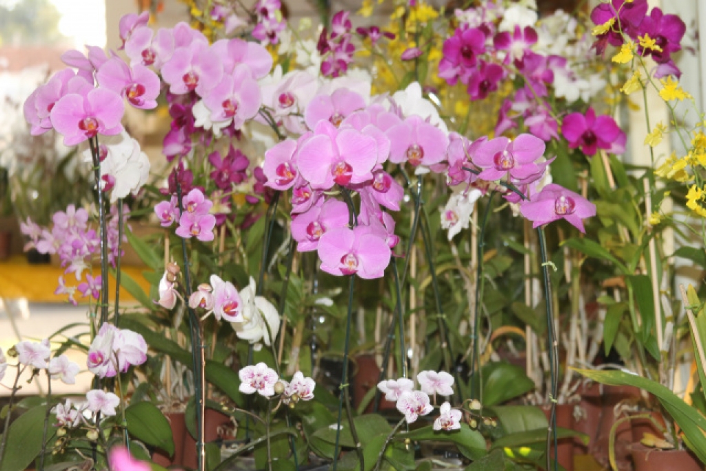 Exposição de orquídeas terá arrecadação beneficente em Marília