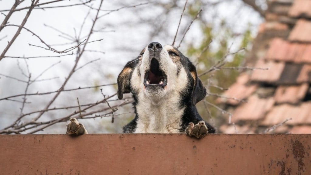 Foto: Reprodução Estas são as 5 raças de cachorro que menos latem