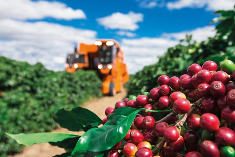 Setor cafeeiro receberá R$ 6,3 bilhões em investimentos nesta safra