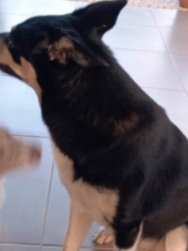 Família encontra cachorra em chácara e procura donos na zona leste