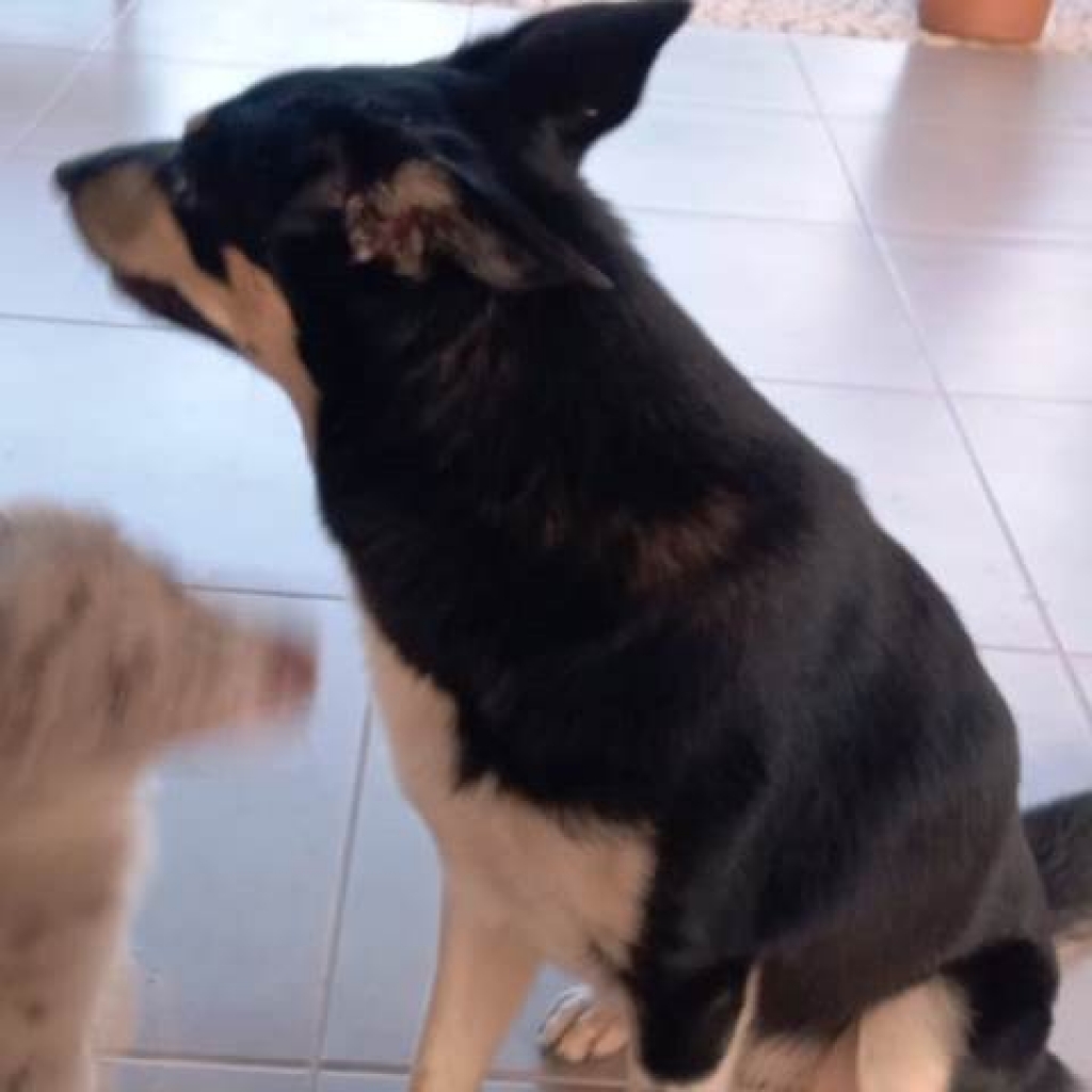 Família encontra cachorra em chácara e procura donos na zona leste