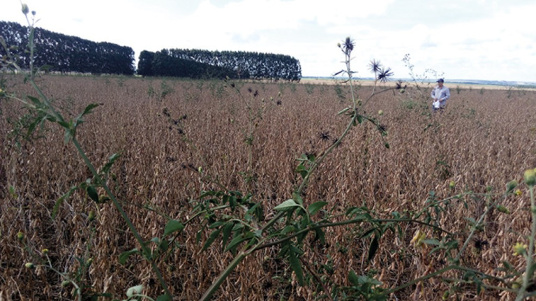 Brasil registra a primeira ocorrência de picão-preto resistente a herbicida