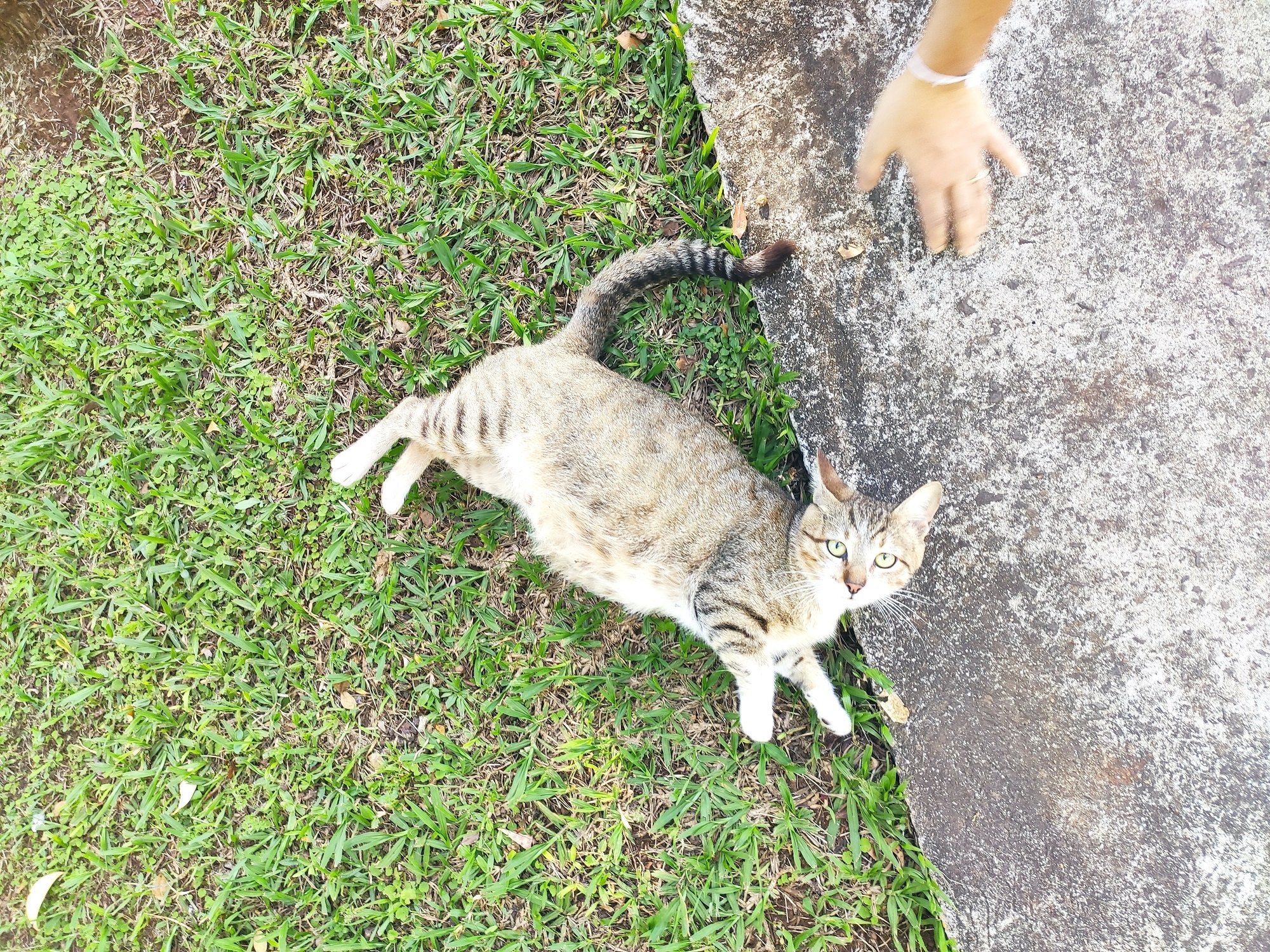 Apesar de não ser ainda um ambiente pet friendly, os funcionários do resort ajudam a cuidar de vários gatos que apareceram por ali durante a pandemia de Covid-19. Foto: Renan Tafarel/Portal iG - 09/11/2022