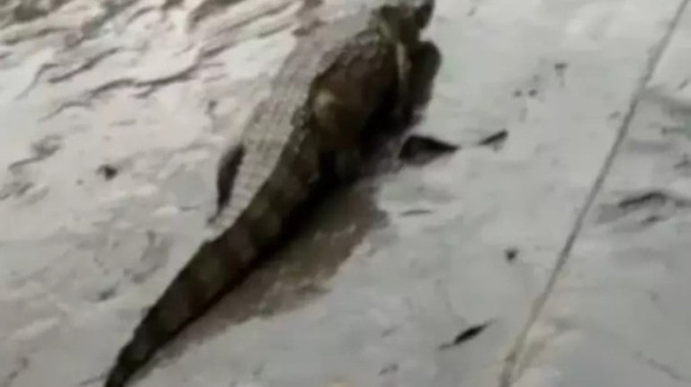 VÍDEO: Jacarés rondam zonas Norte e Oeste do Rio em meio a enchente