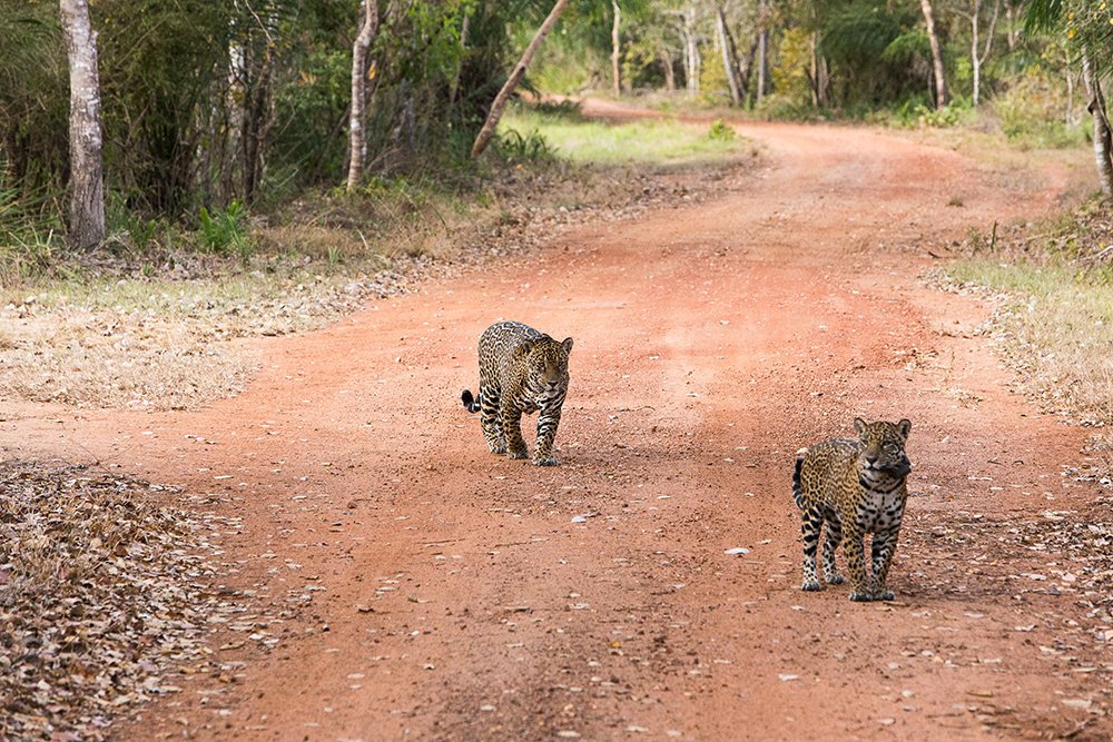 Onças no Pantanal.. Foto: Reprodução/Instagram @visitmsoficial 29.08.2022