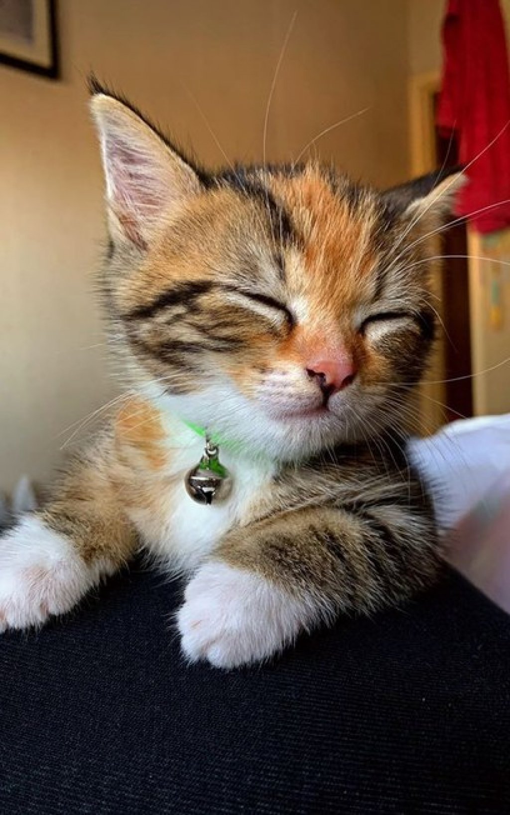 Filhote de gato resgatado não quer passar nenhum momento longe das donas