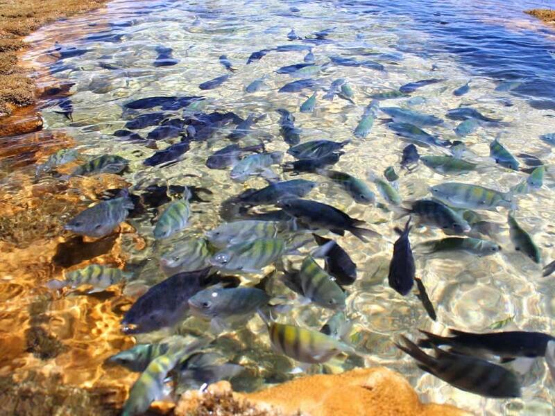 Águas transparentes do Parque Marinho de Recife de Fora favorece a visão da biodiversidade marinha. Foto: Coconut Experience