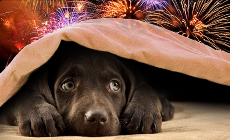 Veja dicas para proteger os pets de sustos com fogos de artifício no fim-de-ano Veja dicas para proteger os pets de sustos com fogos de artifício no fim-de-ano