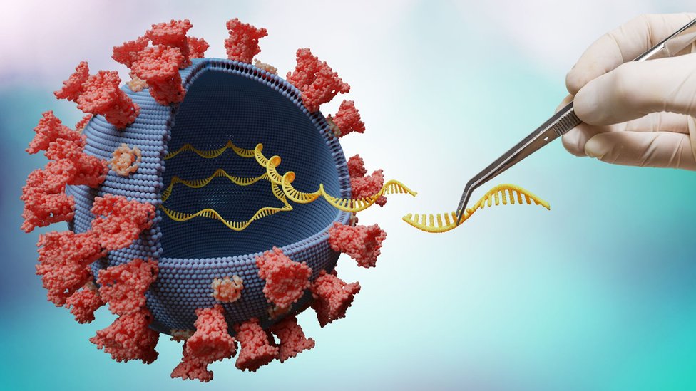 Reprodução de um coronavirus