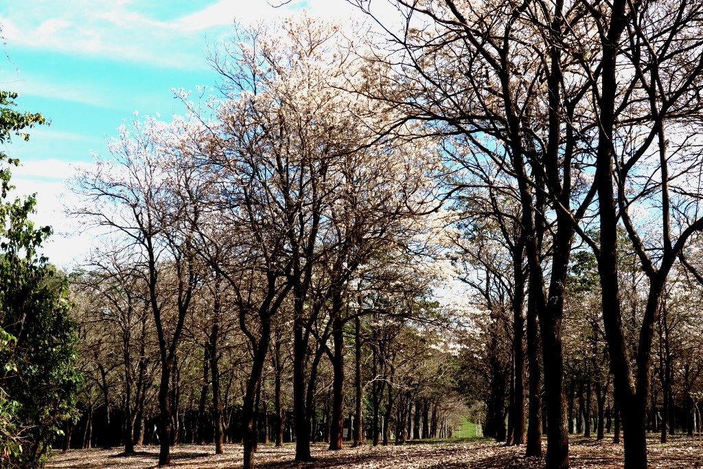 Florada de Ipês Brancos vira atração especial no Bosque de Marília