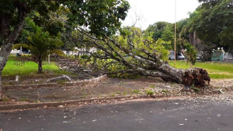 Queda de árvore derruba alambrado em praça na zona leste de Marília