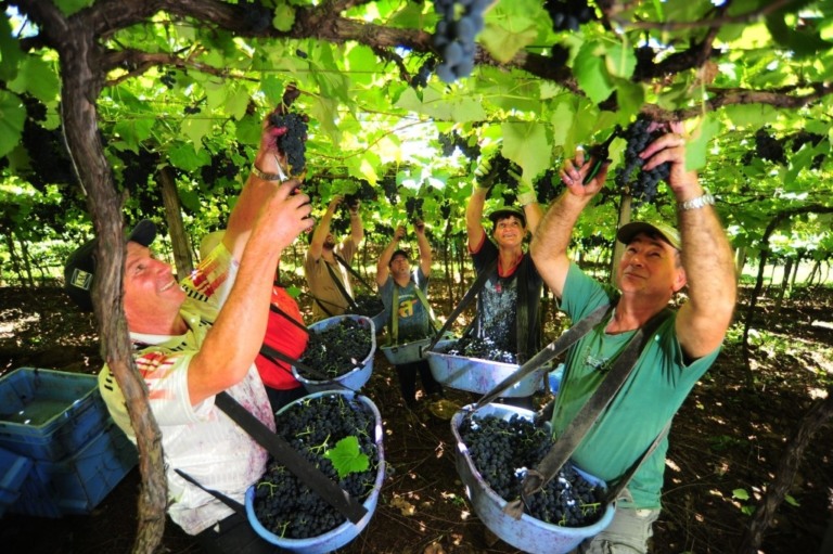 RS inicia colheita da uva e espera colher 720 mil toneladas