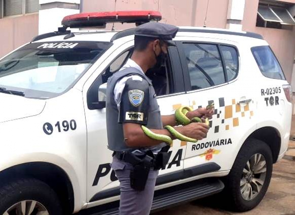 Polícia resgata cobras em bagagem de mão com passageira de ônibus na região