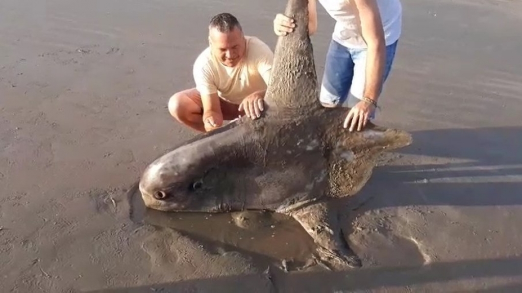 Peixe raro do fundo do oceano morre encalhado no litoral do Piauí; veja foto