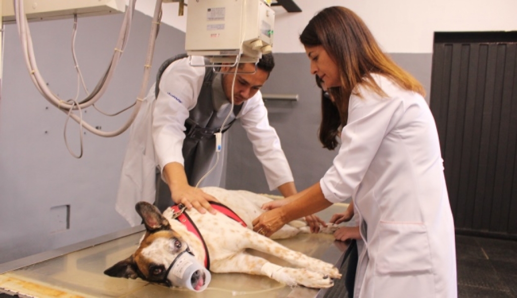 Unimar abre inscrições para Programa de Aprimoramento em Medicina Veterinária