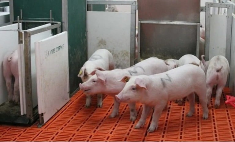 Suinocultura mostra sinais de recuperação em 2023