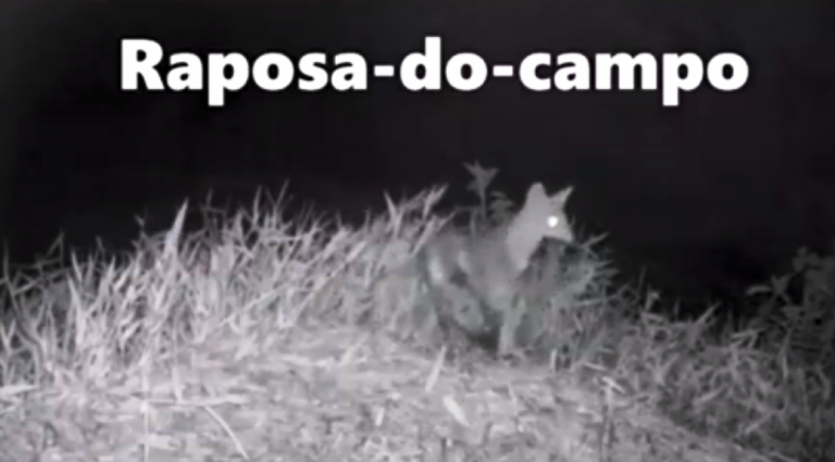 Câmeras registram espécies e ajudam a prevenir atropelamento de animais na BR-153, vídeo
