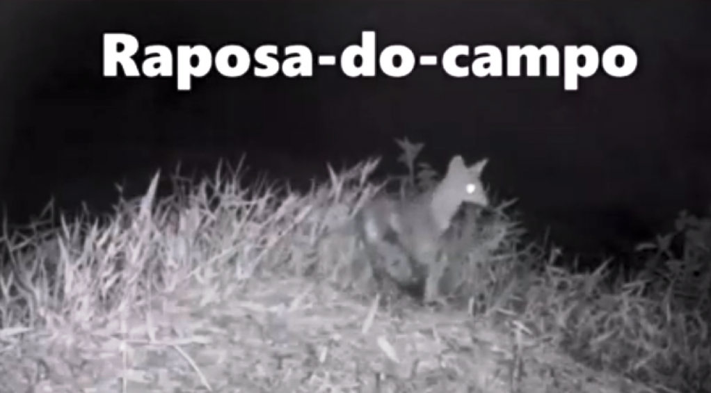 Câmeras registram espécies e ajudam a prevenir atropelamento de animais na BR-153, vídeo