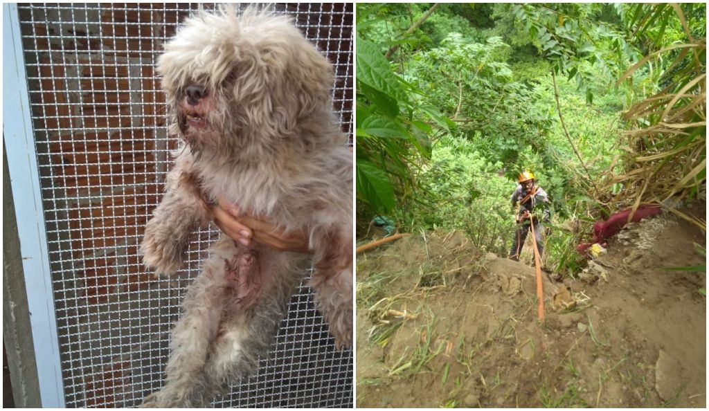 Bombeiros resgatam cão em vale em MarÃlia e alertam sobre fogos Bombeiros resgatam cão em vale em MarÃlia e alertam sobre fogos