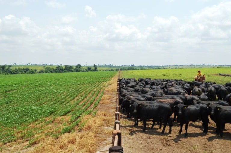 Rondônia fecha 2023 como uma das principais forças do agronegócio no Brasil