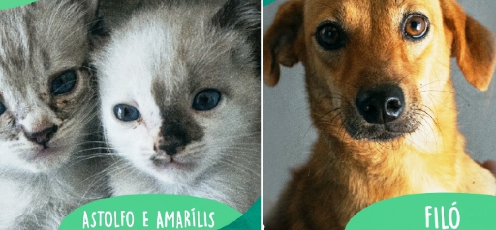 Feira terá ação especial pára adoção de animais em Marília neste domingo Feira terá ação especial pára adoção de animais em Marília neste domingo