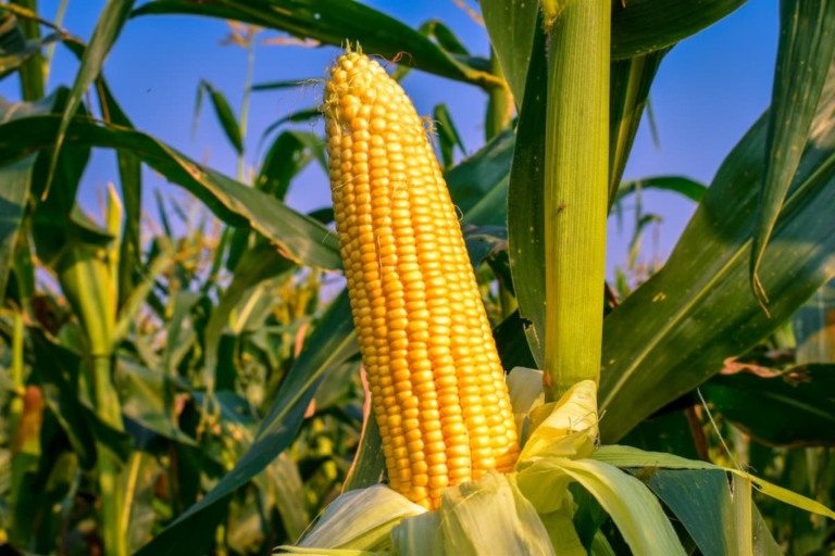 Produção agrícola de Mato Grosso pode atingir marca histórica com milho safrinha