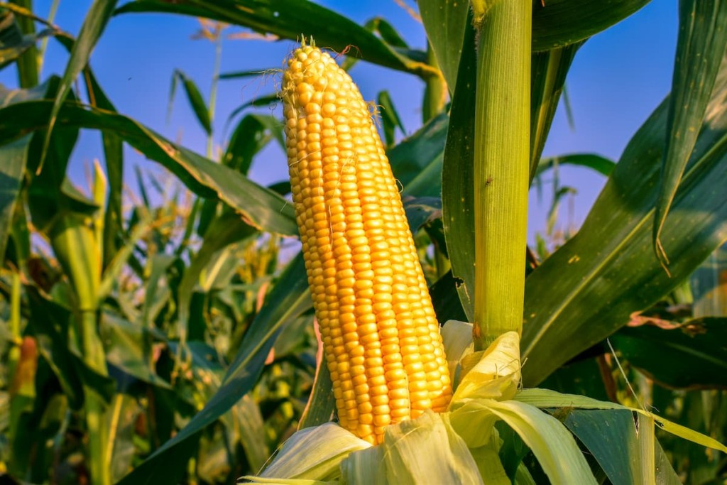 Produção agrícola de Mato Grosso pode atingir marca histórica com milho safrinha