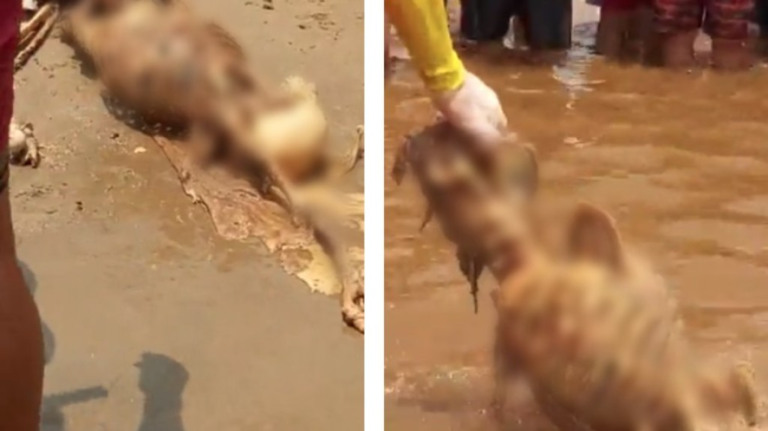 AM: banhistas encontram esqueleto humano em praia de Manaus