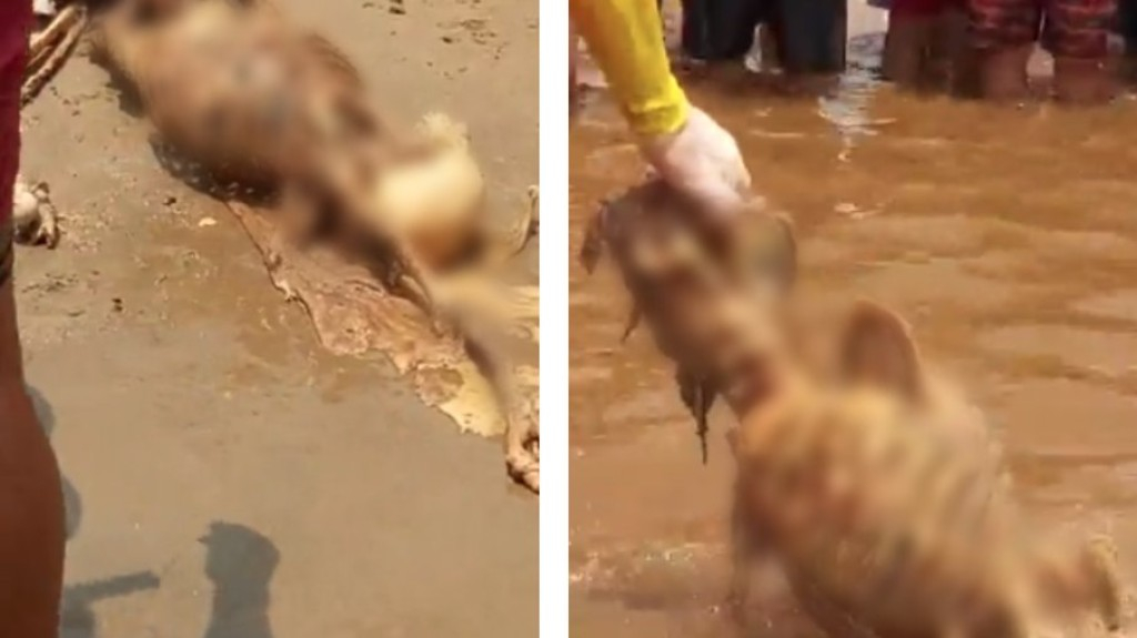 AM: banhistas encontram esqueleto humano em praia de Manaus