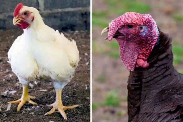 Fiesta, Chester, peru ou frango? Entenda as diferenças aqui e tenham um Feliz Natal