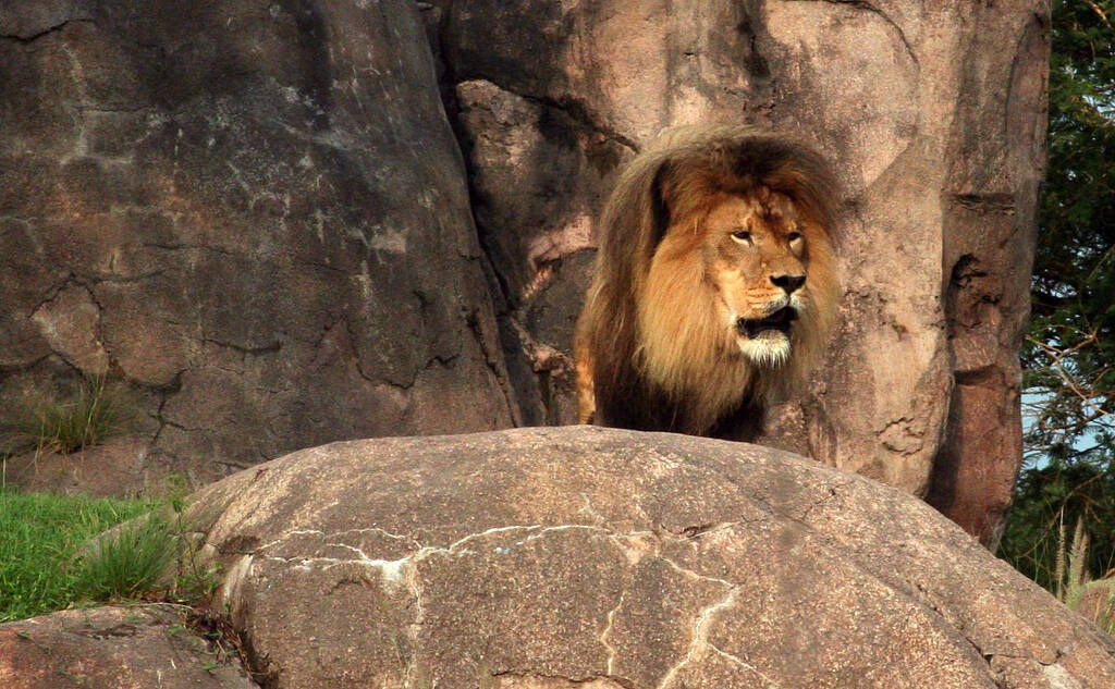 Dá para ver animais de pertinho no Kilimanjaro Safari, parte do Walt Disney Resort. Foto: Flickr/JeffChristiansen