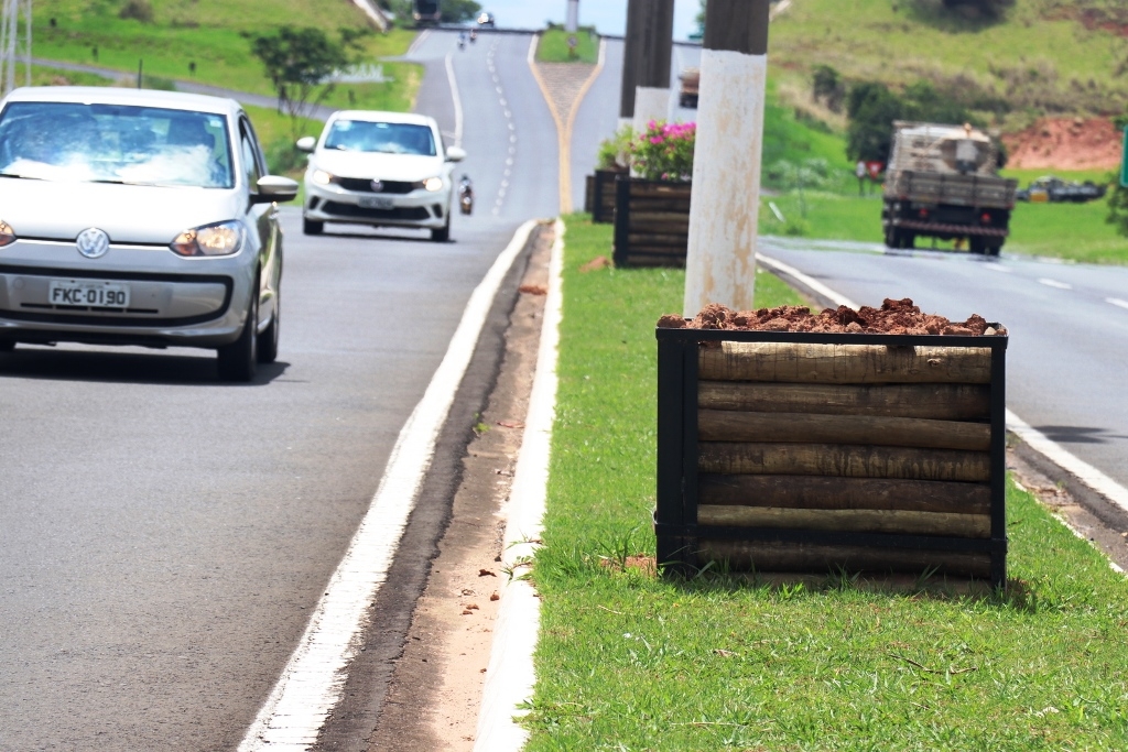 Flores sao furtadas em novo 'projeto paisagístico' de avenida em Marília