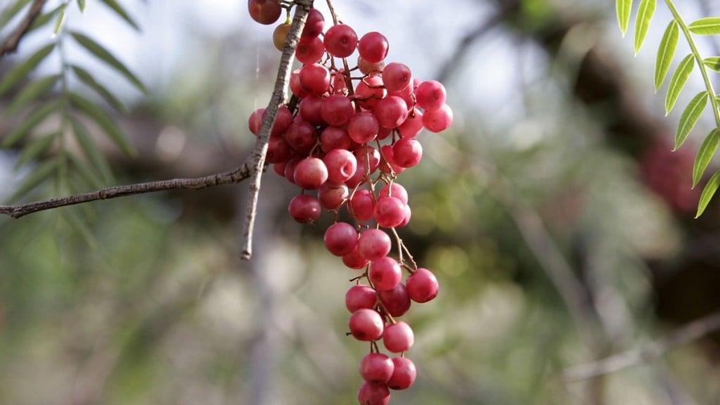 Wikimedia Commons Pimenta rosa promete ser a nova tendência para controle da rosácea