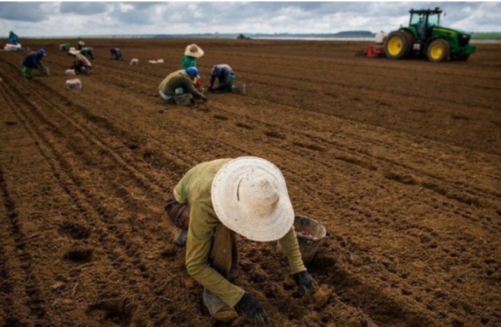 Tocantins abre vagas para trabalhadores rurais Tocantins abre vagas para trabalhadores rurais