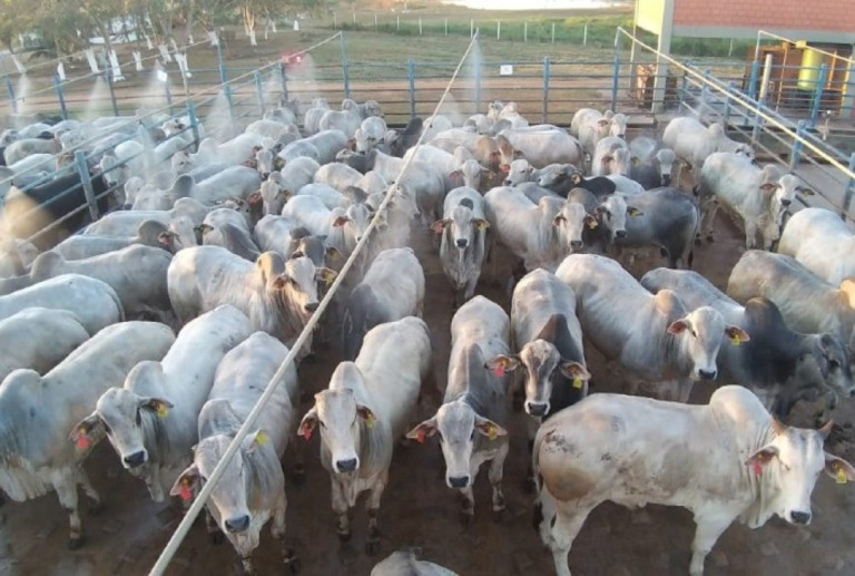 Arroba do boi gordo se estabiliza e a previsão para o fim de ano é de alta no consumo de carne
