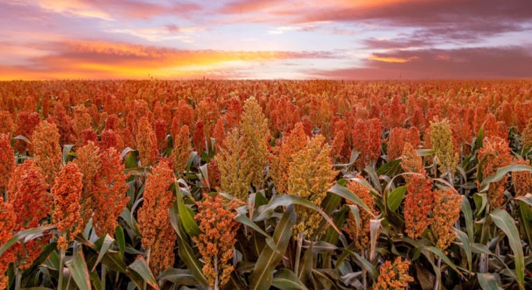 Minas Gerais bate recorde na produção de sorgo: crescimento de 84%