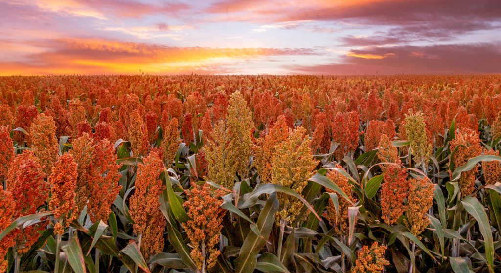 Minas Gerais bate recorde na produção de sorgo: crescimento de 84%