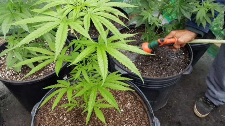 Justiça autoriza família de Marília a plantar Cannabis para uso medicinal