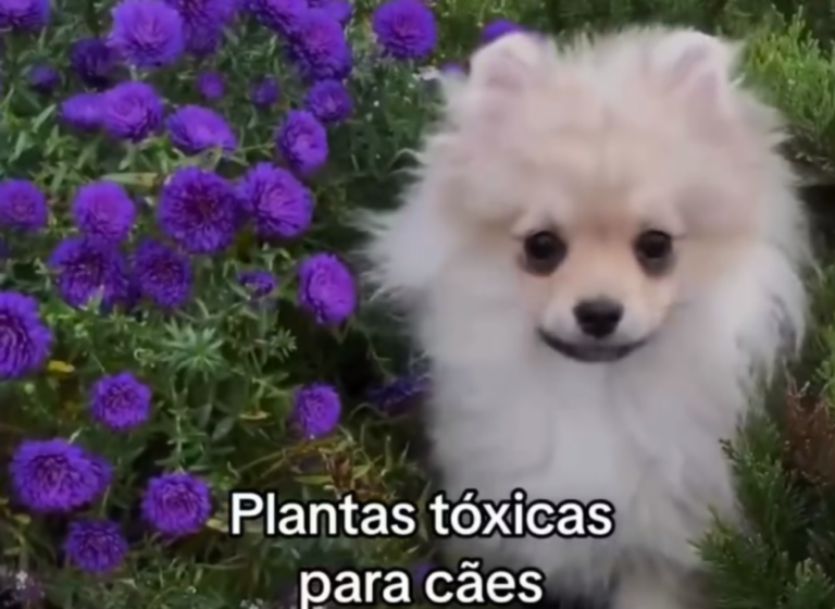 Alerta Pet: Essas plantas comuns podem ser um perigo para seu Pet!