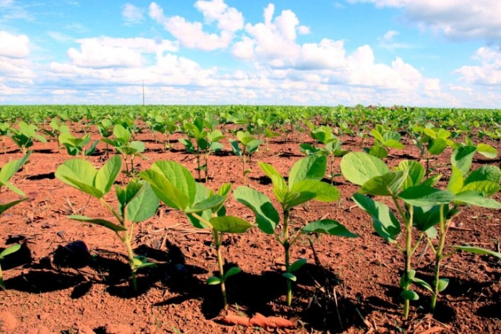 Seca de um lado, excesso de chuvas de outro levaram 12 Estados a adotar novo calendário de plantio da soja