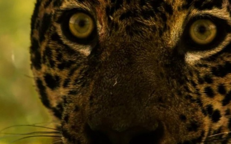 'Pantanal': Jove se desespera ao ver Maria Marruá: "Ela te mata"
