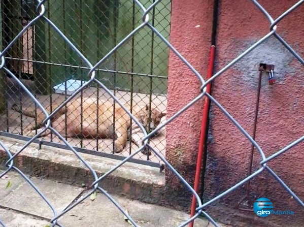 Campanha tenta salvar onça com suspeita de envenenamento em Garça