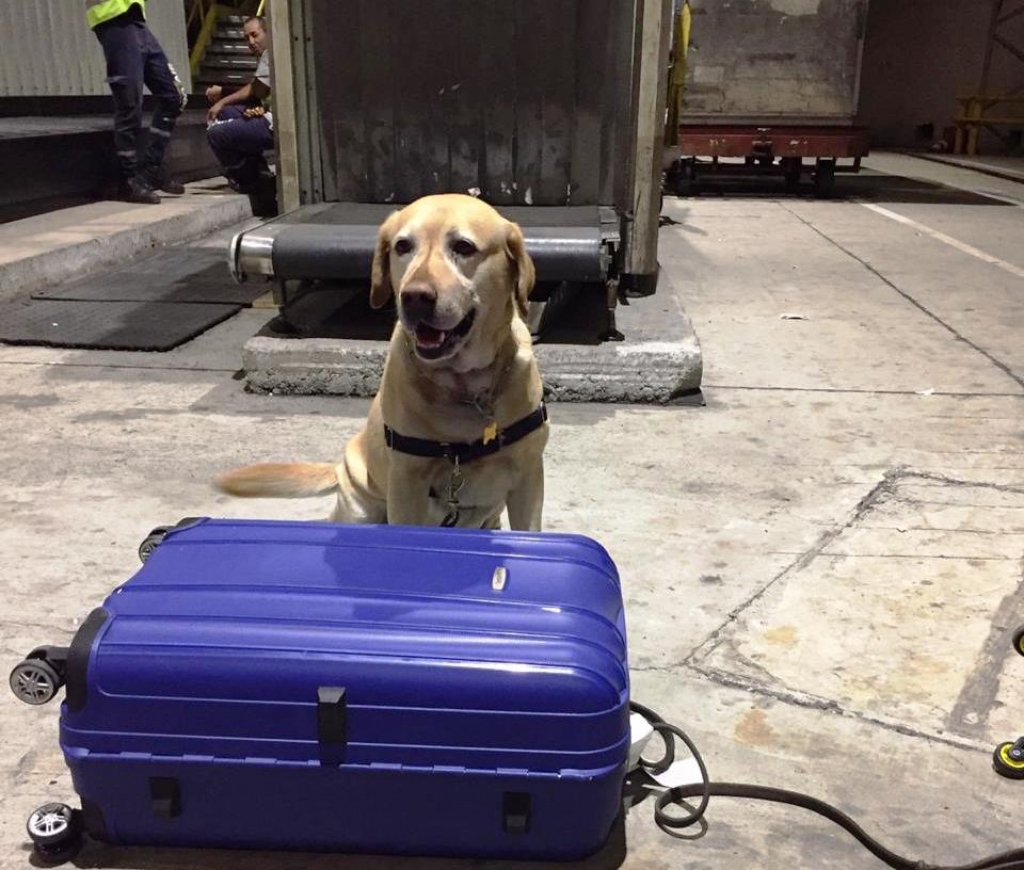 Cães flagram droga e frustram trafico no aeroporto de Guarulhos