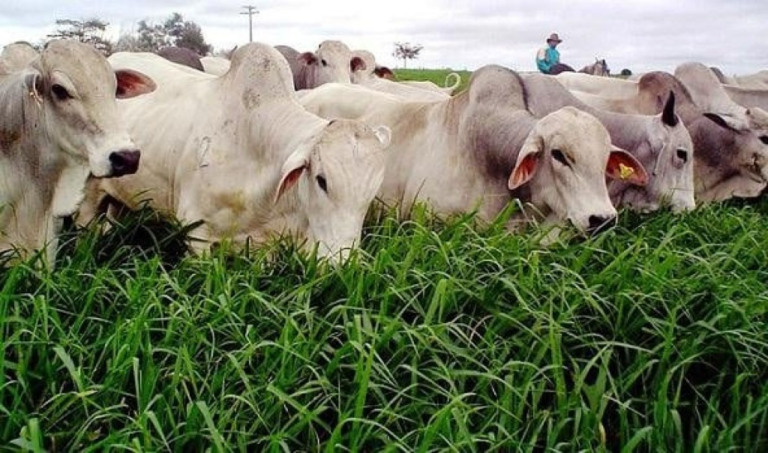 Chuvas abundantes rebrotam o pasto e animam pecuaristas do RS