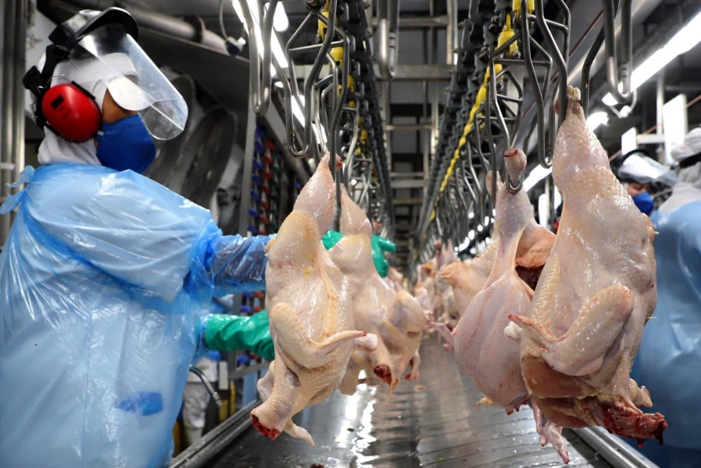 Paraná alcança maior produção semestral de frangos e suÃnos da história em 2023 Paraná alcança maior produção semestral de frangos e suÃnos da história em 2023