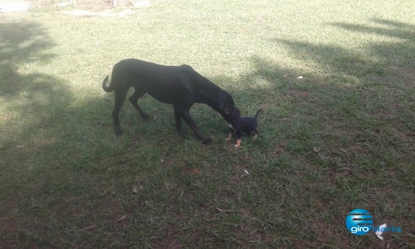 Animais no abrigo do Garra em Marília